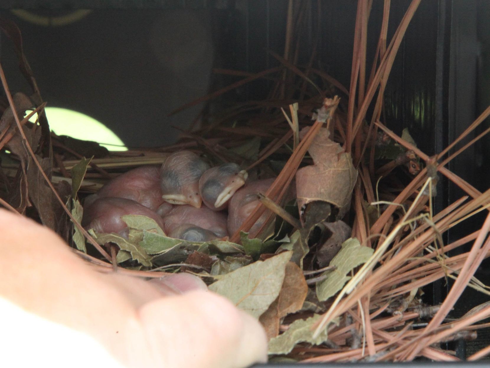 Purple martin banding
